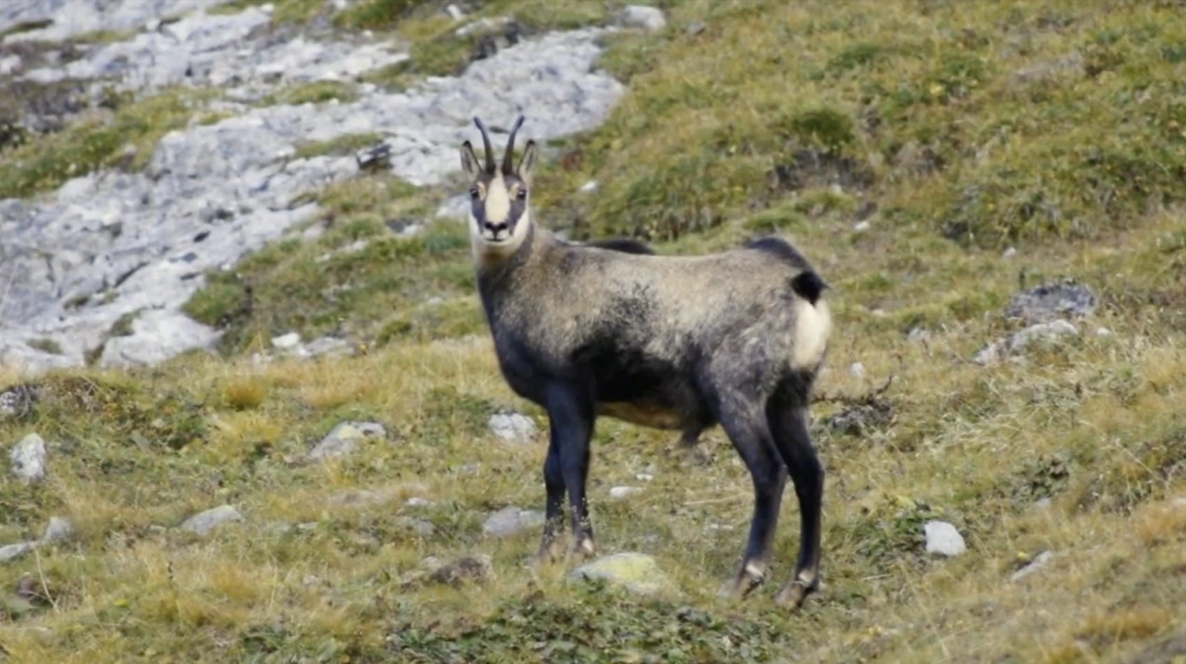 La montagna a casa